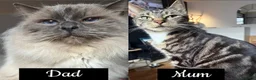 Mixed Breed cats for sale: Ragdoll x DSH kittens available  - Advert 8
