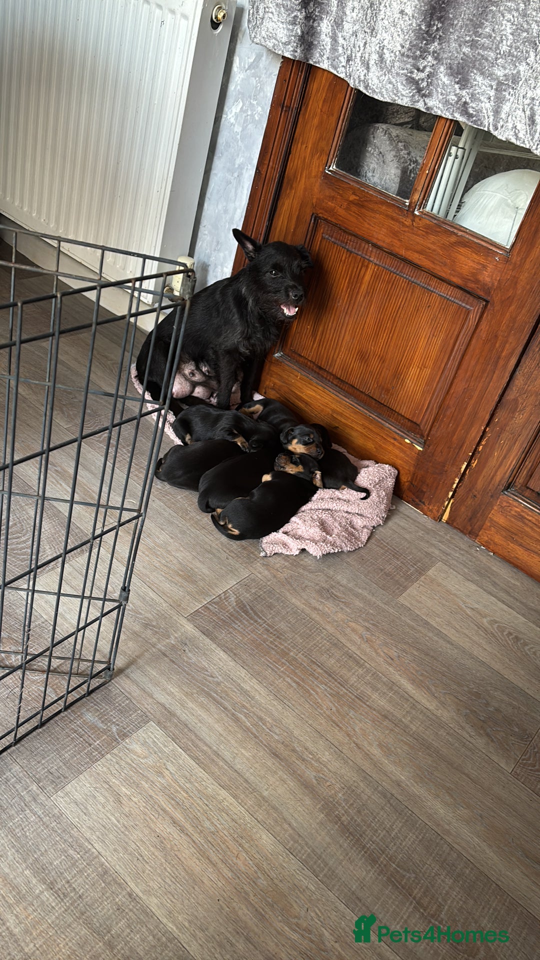 Mixed Breed dogs for sale: Dachshund x patterdale - Image 4