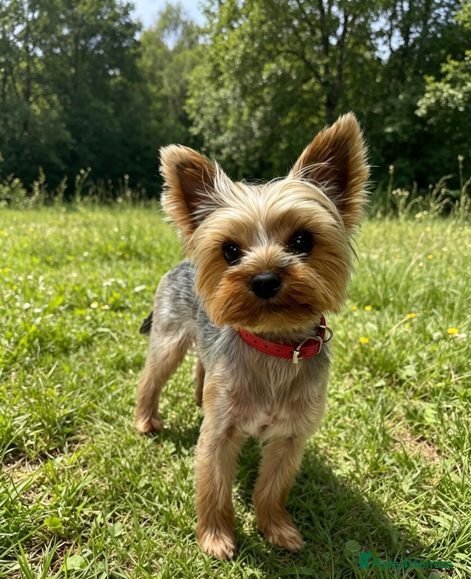 Yorkshire Terrier dogs Top Quaility Yorkshire Terrier Puppies KC Reg - Advert 2