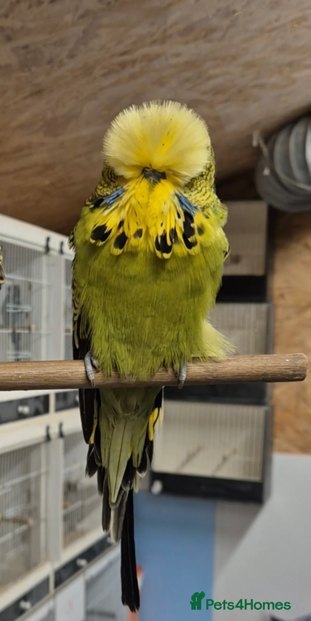 Budgerigars birds for sale: Main Cock for Breeders - Advert 4