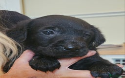 Labrador Retriever dogs for sale: Fantastic working bloodline kc labradors! - Image 1