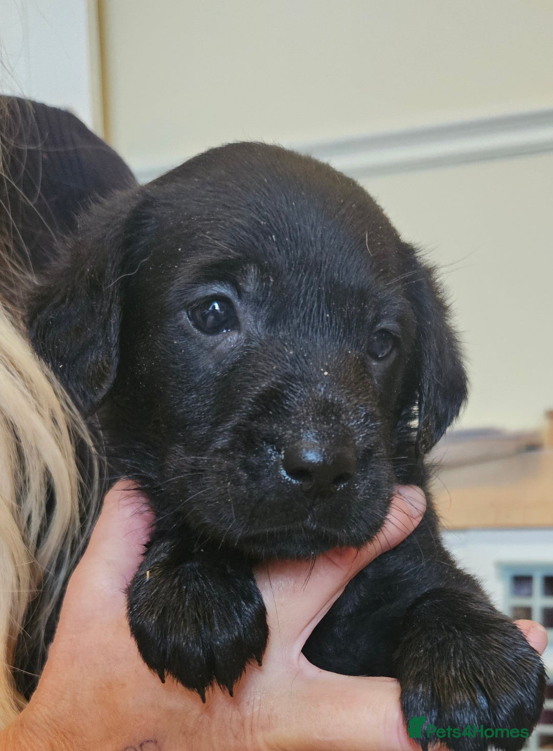 Labrador Retriever dogs for sale: Fantastic working bloodline kc labradors! - Image 1