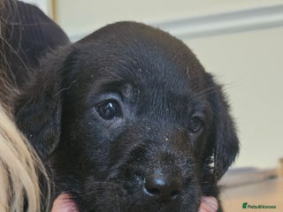 Labrador Retriever dogs - Advert 4