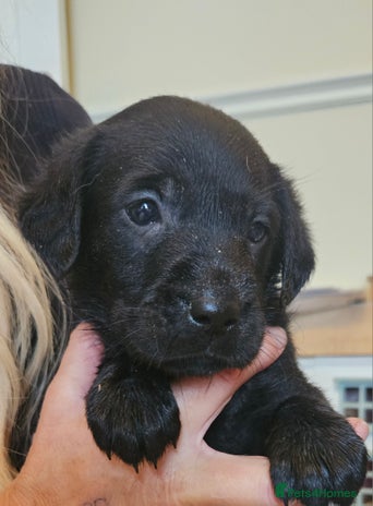 Labrador Retriever dogs - Advert 10