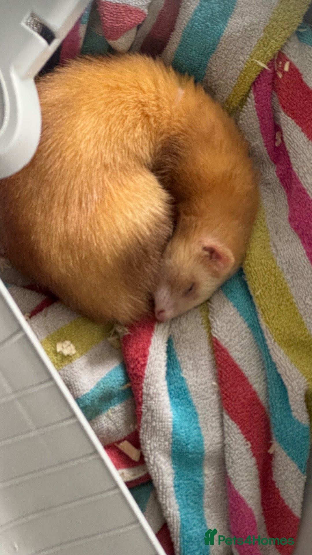 Ferret rodents Cinnamon female kit  - Advert 7