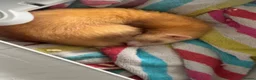 Ferret rodents for sale: Cinnamon female kit  - Advert 1