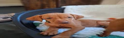 Hungarian Vizsla dogs for sale: Hungarian Vizsla puppies 1 girl and 1 boy - Advert 5