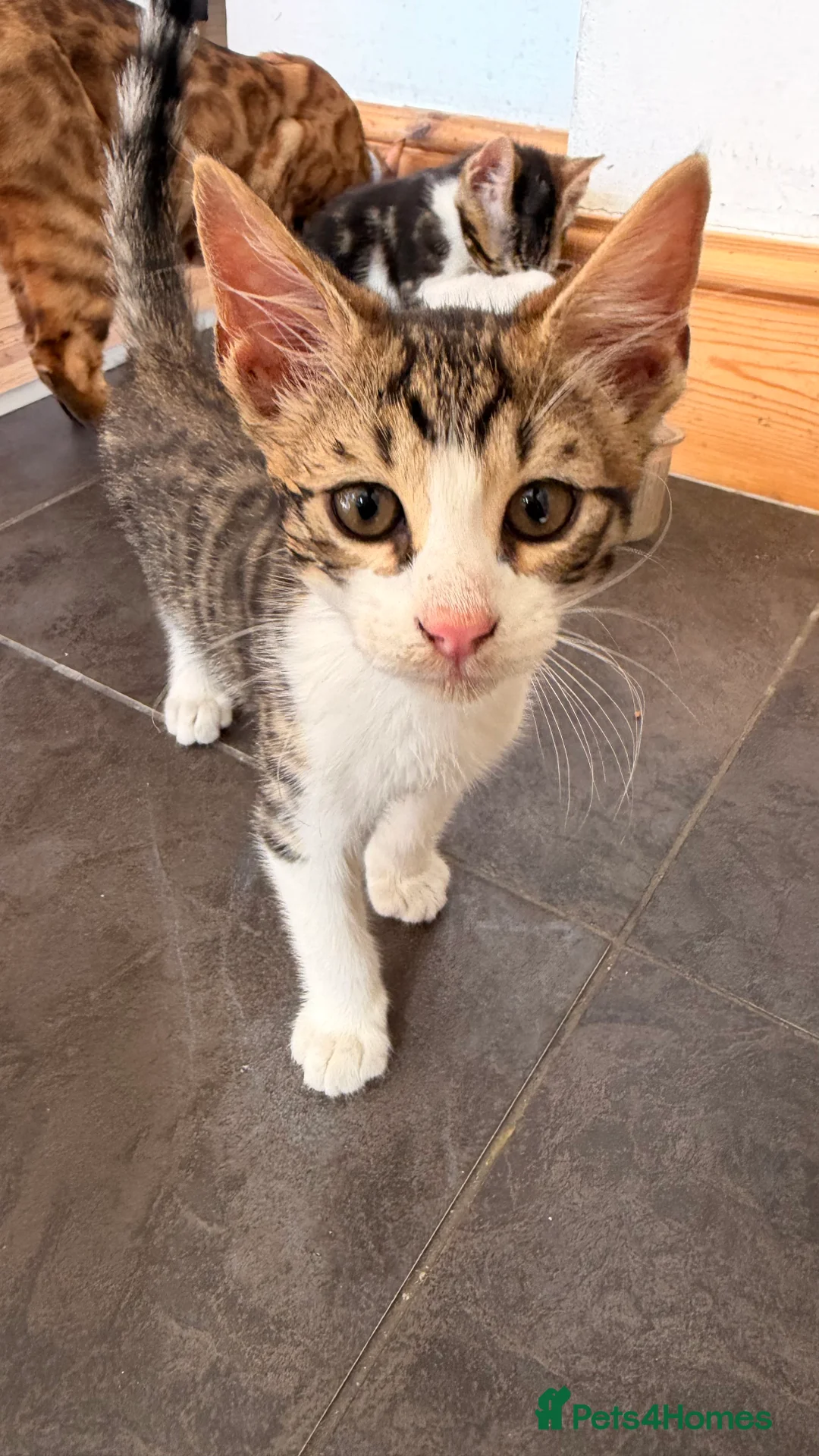 Mixed Breed cats for sale: Gorgeous Mixed Bengal Kittens - Advert 2