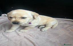 Labrador Retriever dogs for sale: Top Pedigree Labrador retriever puppies - Image 27