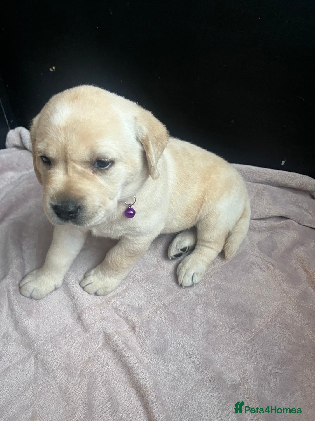 Labrador Retriever dogs for sale: Top Pedigree Labrador retriever puppies - Image 27