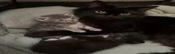 Mixed Breed cats for sale: Maine coon X kittens - Advert 2
