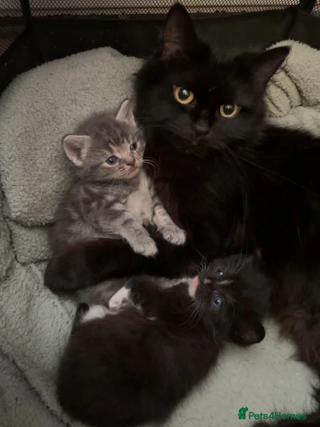 Mixed Breed cats for sale: Maine coon X kittens - Advert 2