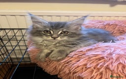 Maine Coon cats for sale: XL Maine Coon kittens - Image 16