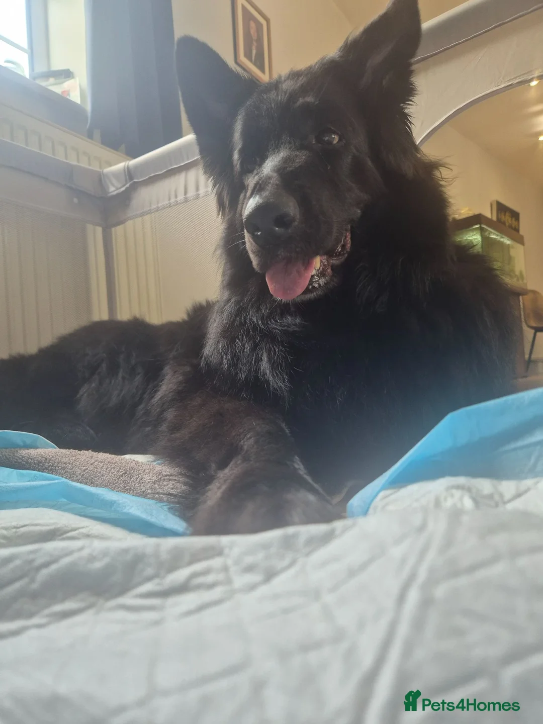 German Shepherd dogs for sale: German Shepherd Puppies Seeking New Humans - Advert 2