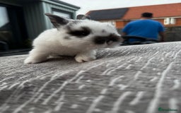 Mini Lop rabbits for sale: Mini Lop Babies ready to reserve - Image 15