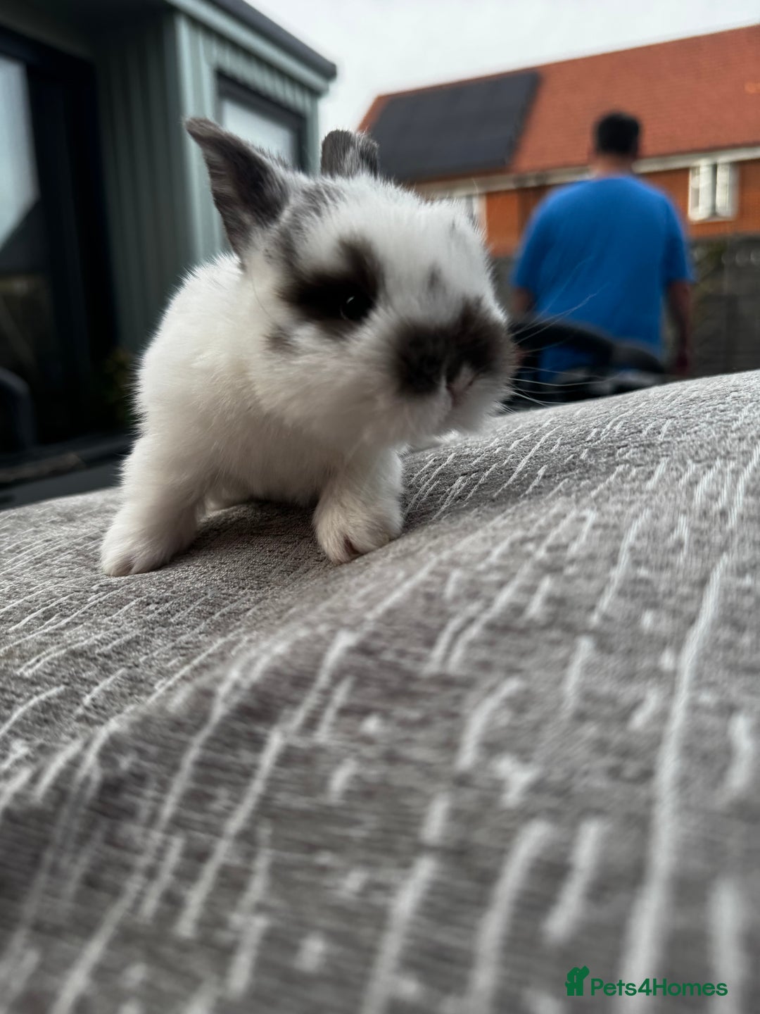 Mini Lop rabbits for sale: Mini Lop Babies ready to reserve - Image 15