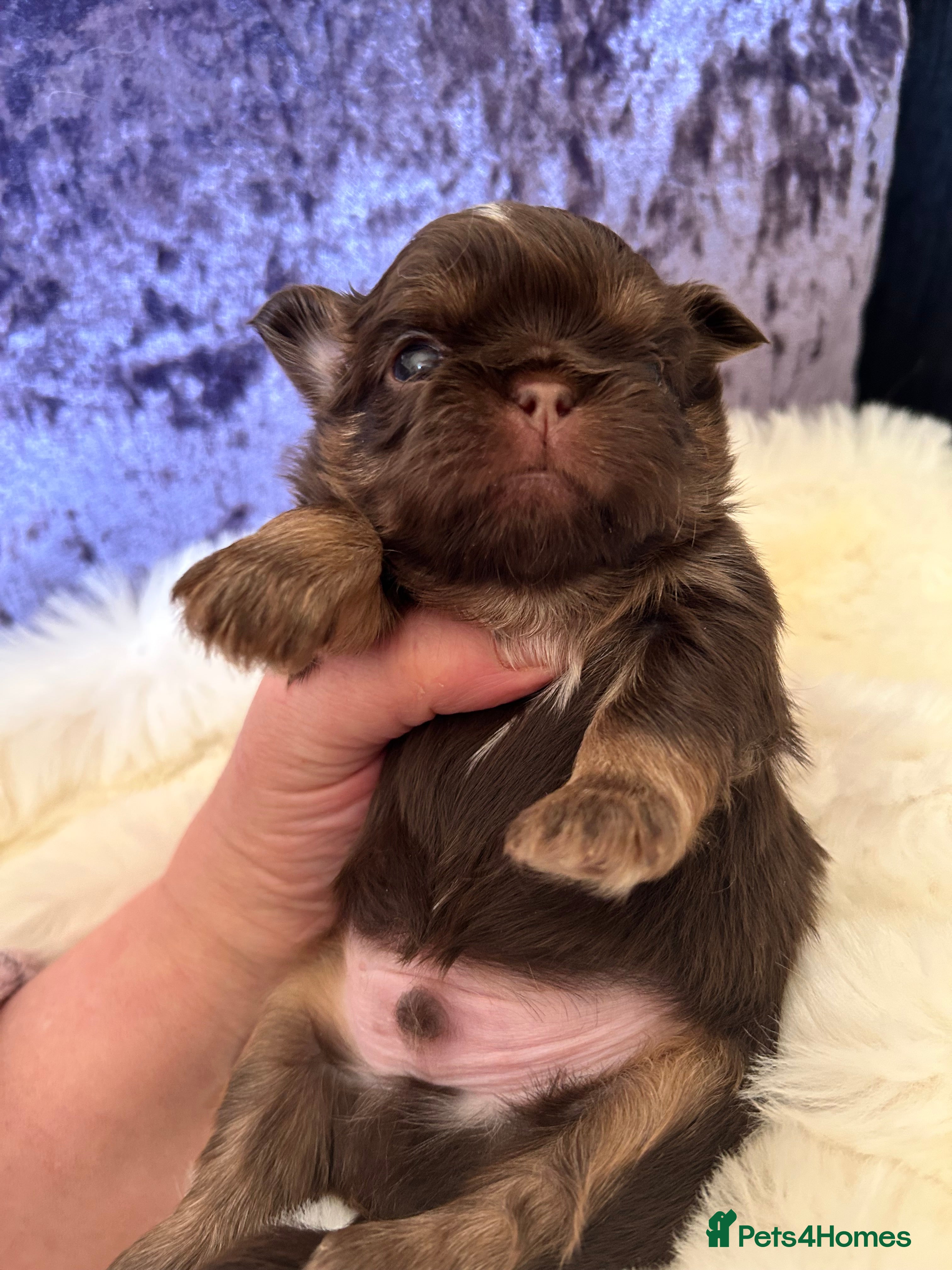 Shih Tzu dogs Stunning litter of KC imperial Shih Tzus  - Advert 1