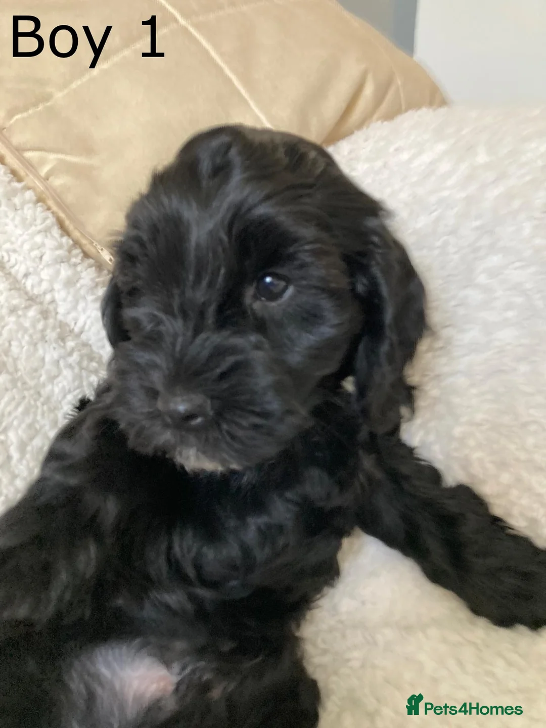 Cockapoo dogs for sale: One handsome boy ready for new home. - Advert 2
