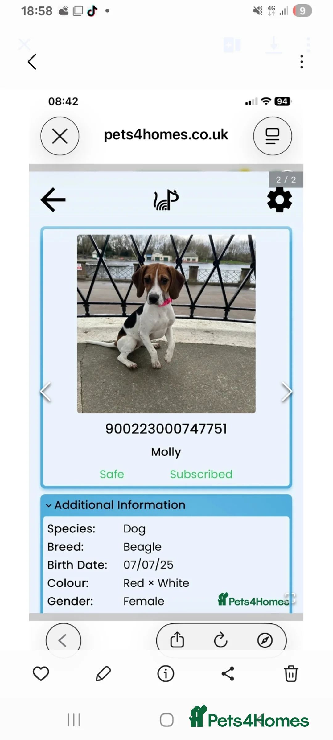 Beagle dogs for sale: Dolly female beagle  - Advert 2