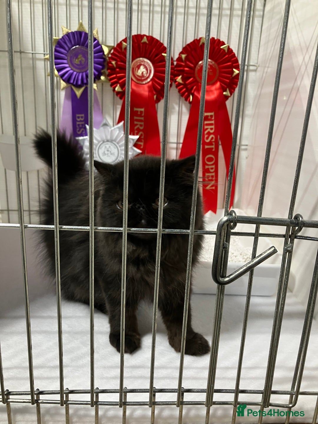 Persian cats for sale: Gccf hobby breeder - Image 11