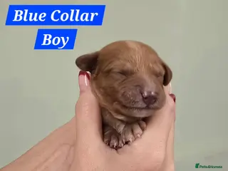 Cavachon dogs F1 Cavapoochons for sale! - Advert 1