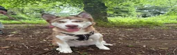 Siberian Husky dogs for sale: Luna! Blue eyed Siberian Husky.  - Advert 5