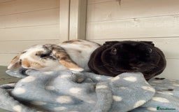 Mixed Breed rabbits for sale: Bonded Pair for rehome - Image 1