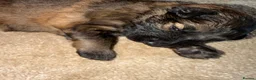 German Shepherd dogs for sale: German Shepherd Puppies 🐾 - Advert 37