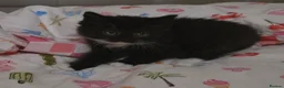 Mixed Breed cats for sale: Adorable Fluffy kittens  - Advert 7
