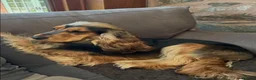 Cocker Spaniel dogs for sale: KC RegShow Type Cocker Spaniel Pups Health Tested - Advert 14