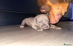 American Bully dogs for sale: 10 beautiful American Bullies🤍 - Advert 9