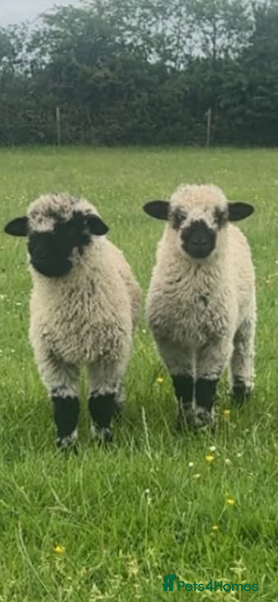 Sheep livestock Sheep Valais 3/4 Eric and Ernie Castrated boys - Advert 9