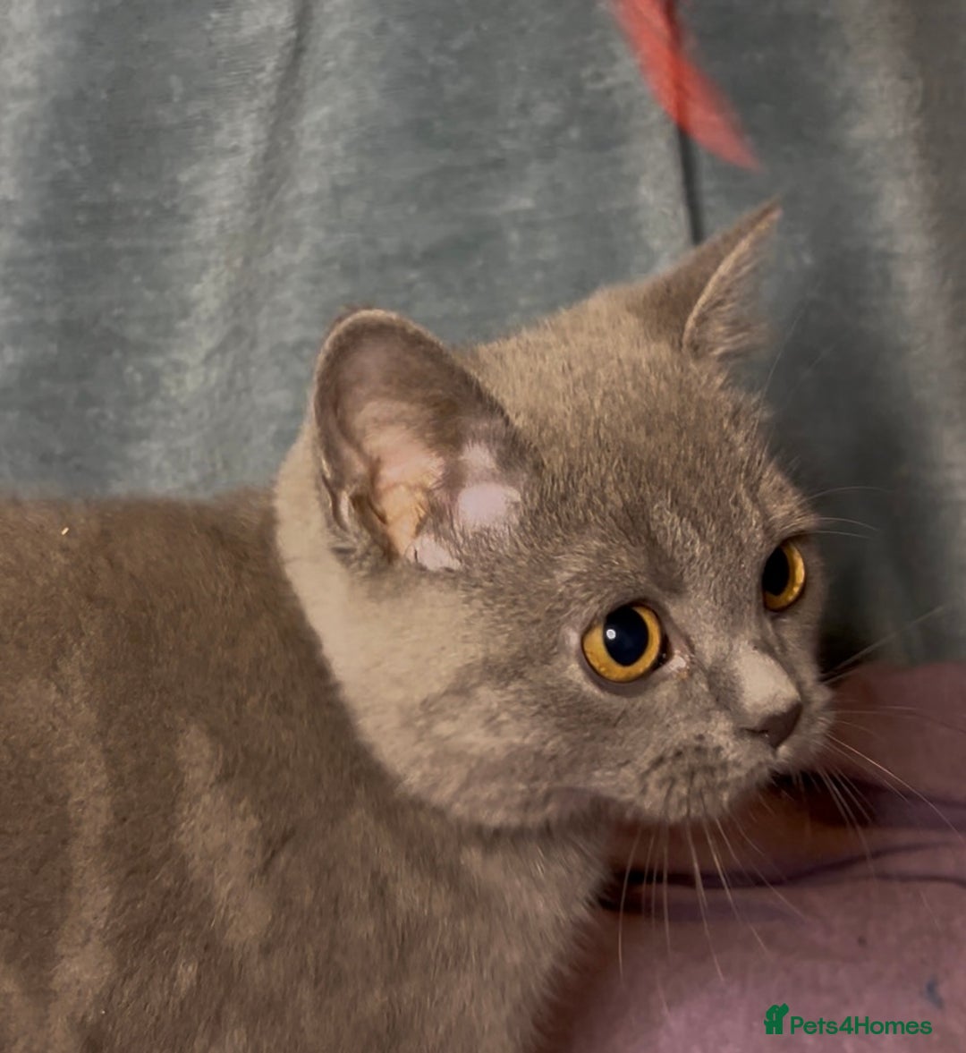 British Shorthair cats for sale: Blue & Fawn Boys & Girls - Image 19