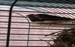 Finches birds for sale: Male zebra finches  - Image 2