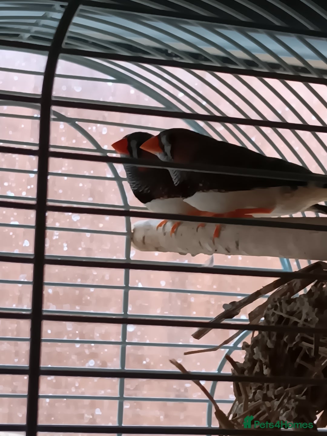 Finches birds for sale: Male zebra finches  - Image 2