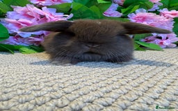 Mini Lop rabbits for sale: 3 mini lops ready to reserve  - Image 2