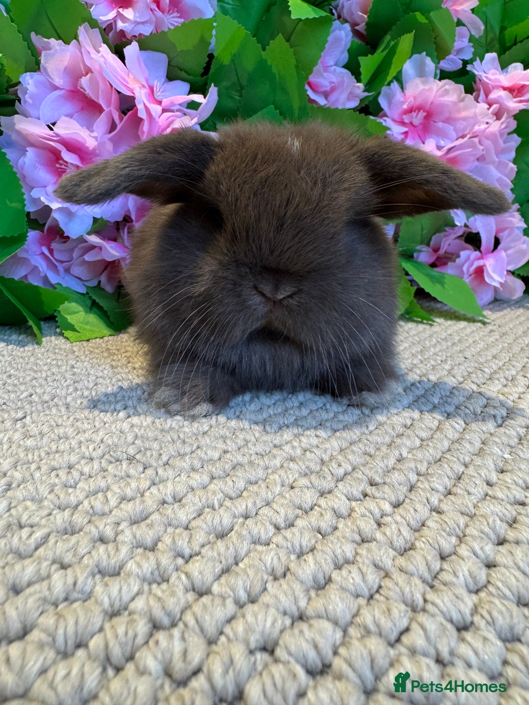 Mini Lop rabbits for sale: 3 mini lops ready to reserve  - Image 2
