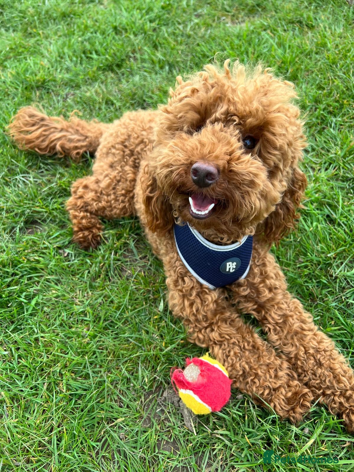 Toy Poodle dogs Red toy poodle - Advert 1