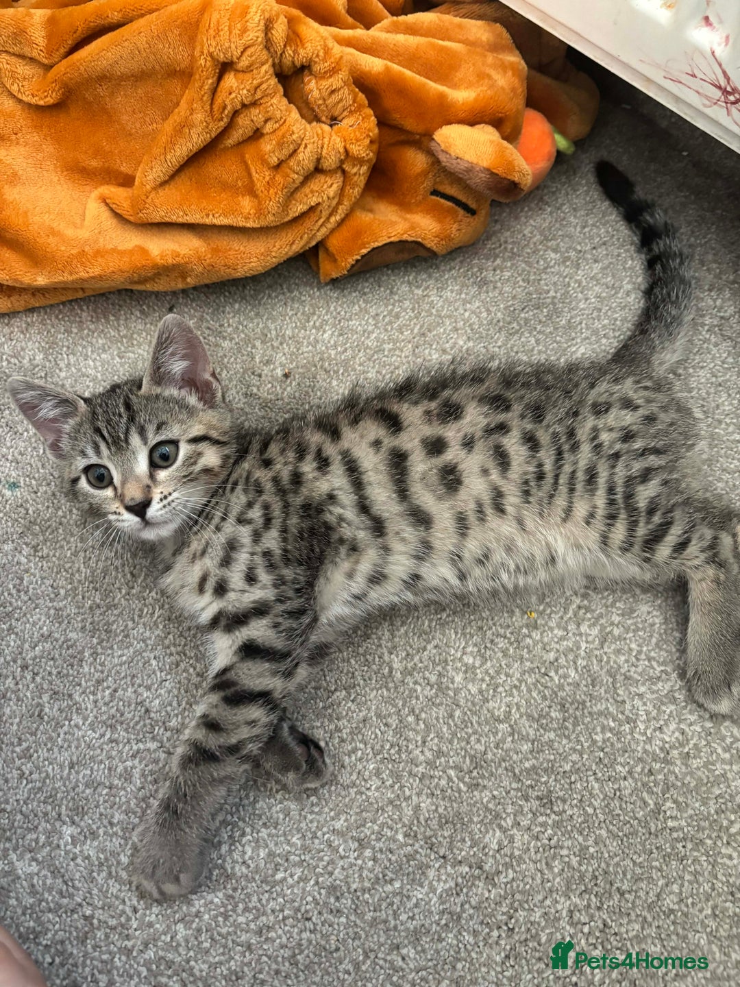 Mixed Breed cats for sale: Mix breed kittens - Advert 8