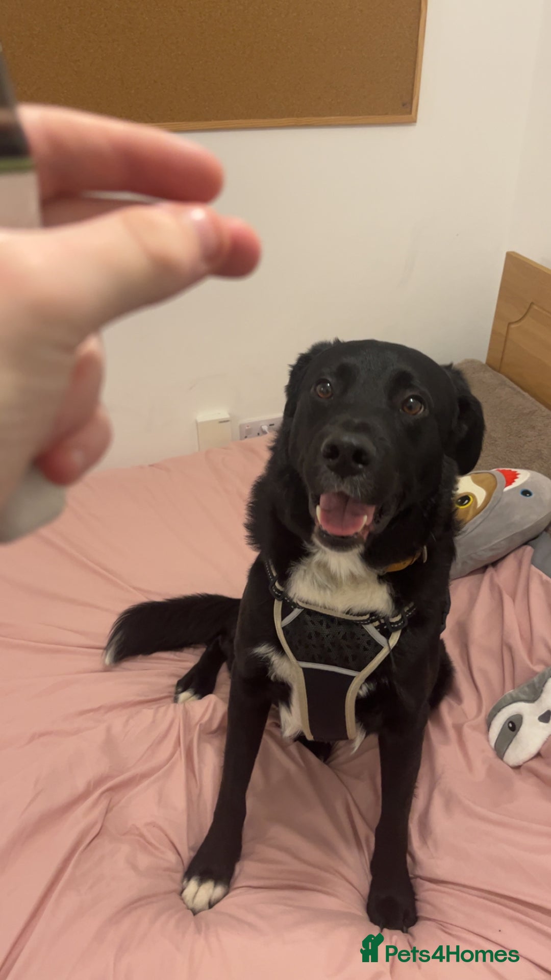 Borador dogs for sale: Ghost - Advert 3