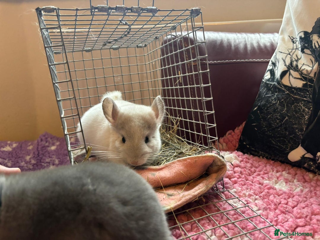 Chinchilla rodents for sale: Chinchilla babies - Image 3