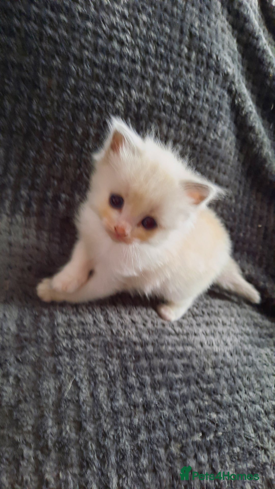 Ragdoll cats for sale: Ragdoll  - Image 8