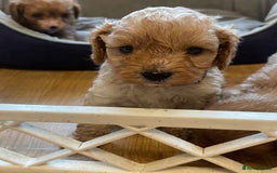 Cavapoo dogs for sale: Adorable small toy cavapoos girls and boys  - Image 5