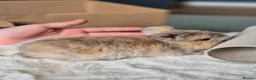 Mixed Breed rabbits for sale: Gorgeous bunnies for sale - Advert 35