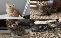 Mixed Breed cats for sale: Beautiful Kittens inc Ginger Girl - Image 1