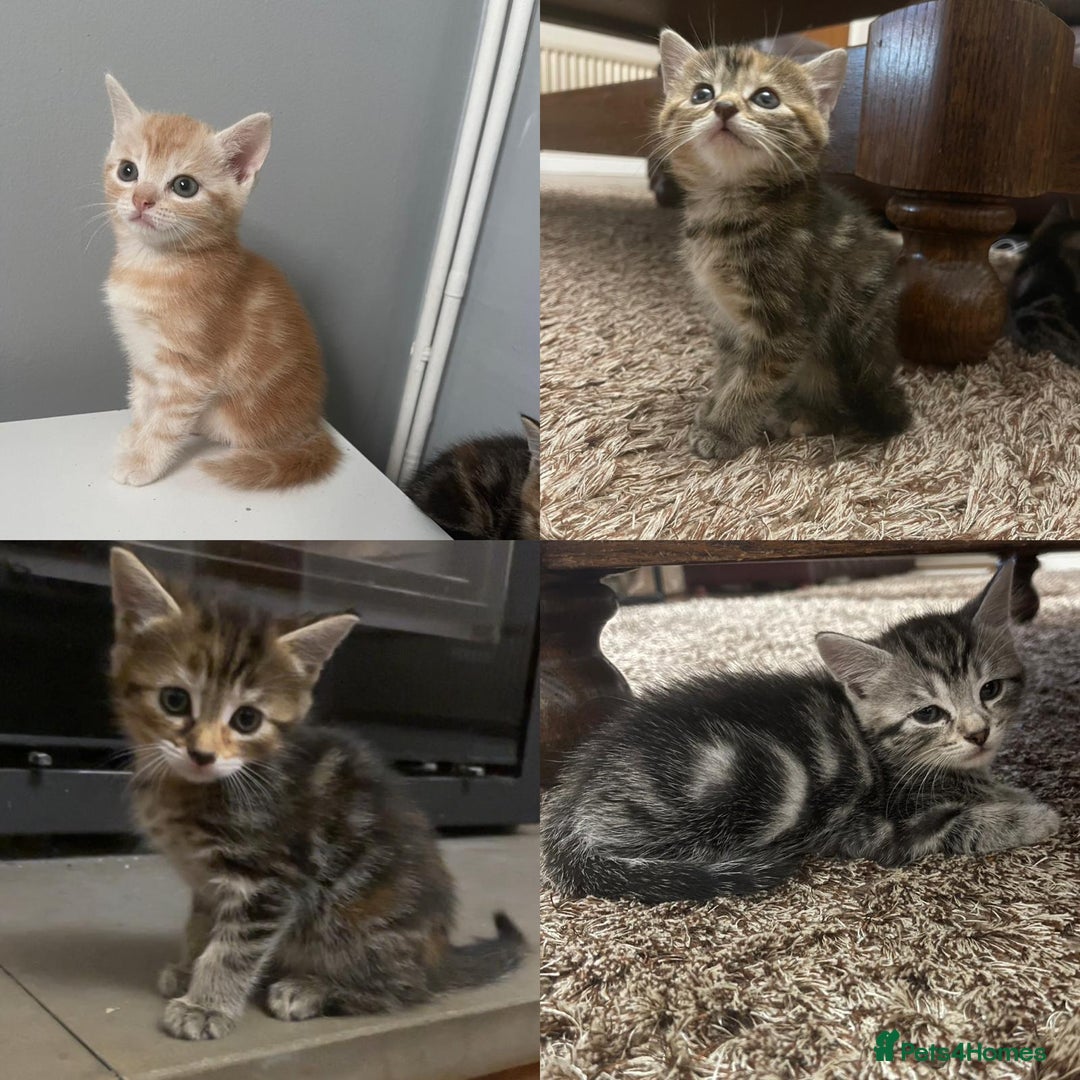 Mixed Breed cats for sale: Beautiful Kittens inc Ginger Girl - Image 1