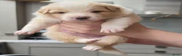 Border Collie dogs for sale: Beautiful EE-Red/Golden Long Haired Border Collies - Advert 17