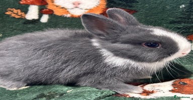 Netherland Dwarf rabbits - Advert 7