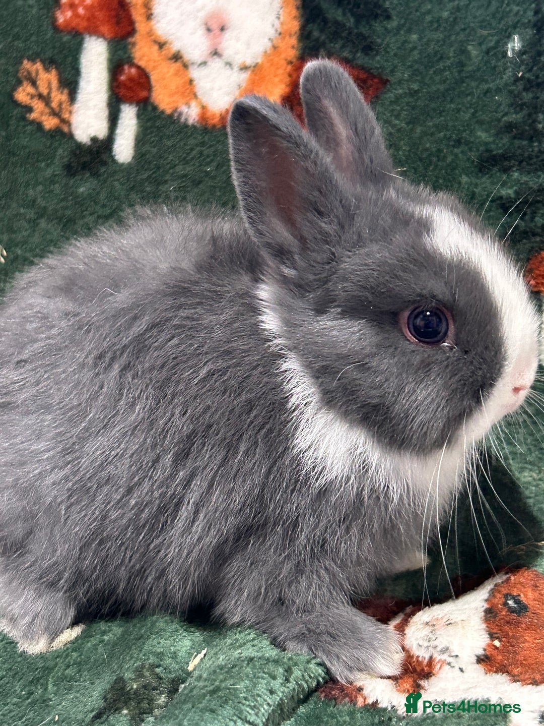 Netherland Dwarf rabbits for sale: Beautiful Blue Split, BEW and unusual Netherlands - Image 2