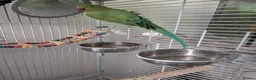 Parrots birds for sale: Pair of Indian Ringneck Parrots with Full Setup in Manchester - Advert 8